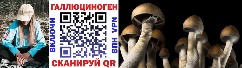 это телеграм Щёкино Псилоцибиновые грибы Cubensis